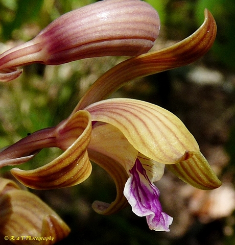 {Hexalectris spicata}